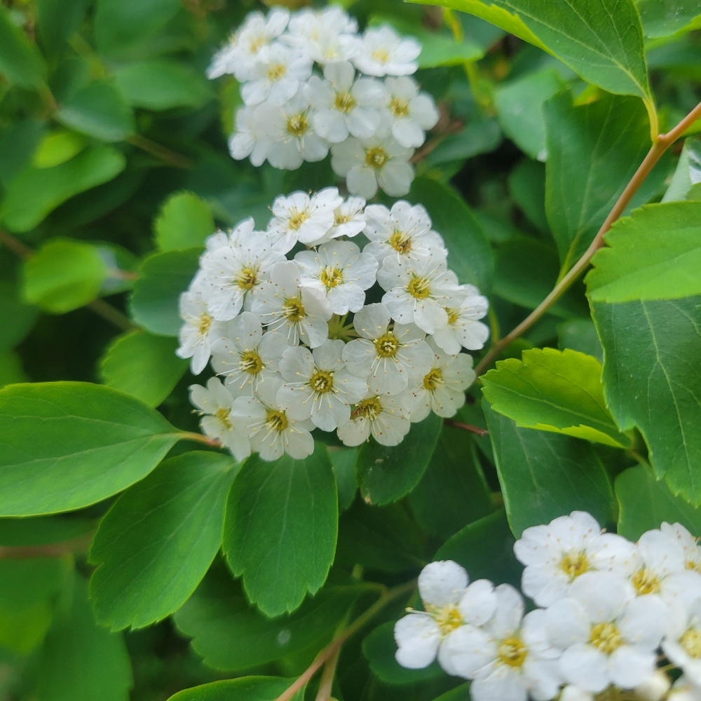 Meet your Posher, Lexi TM!